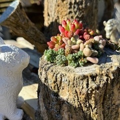 モルタルデコ®︎で切り株作って多肉寄せ植え教室の画像