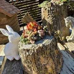 モルタルデコ®︎で切り株作って多肉寄せ植え教室の画像