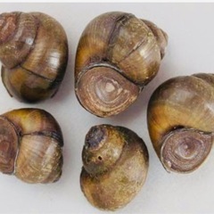 マルタニシ　ペアＬサイズ　2匹