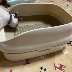 猫用トイレ　美品の画像