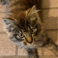 近所で生まれた野良猫なのか、家に野良猫2匹面倒見てるので捨て猫な...