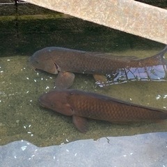 鯉、錦鯉の画像