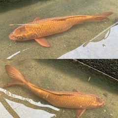 鯉、錦鯉の画像