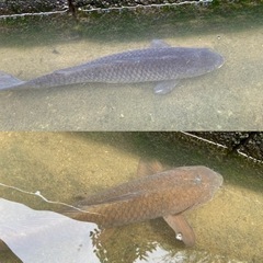 鯉、錦鯉の画像