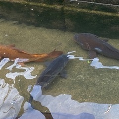 鯉、錦鯉の画像