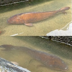 鯉、錦鯉の画像