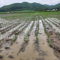 【早期募集】田植えスタッフ募集