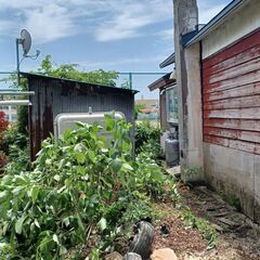 庭木の伐採、剪定など承ります【函館、北斗市ほか】 - 函館市