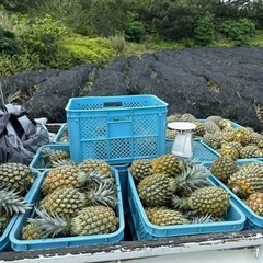 石垣島で飲食店をやってる方でスナックパイン加工用買いたい方いませんか？