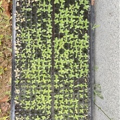 トルコギキョウ　トルコキキョウ　ユーストマ プラントプラグ苗 サ...