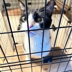 黒白ミックス − 愛知県
