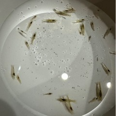 好評につき再出品 ミナミヌマエビ1匹20円+αお付けします
