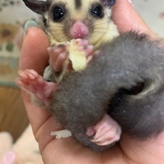 ももんがクリミノモザイク♂