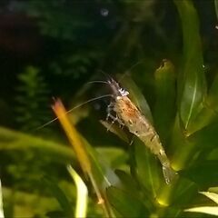 ミナミヌマエビ 30匹（45cm水槽用）