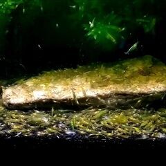 ミナミヌマエビ 30匹（45cm水槽用）の画像