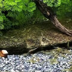 ミナミヌマエビ 30匹（45cm水槽用）の画像