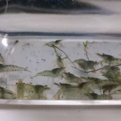 ミナミヌマエビ 30匹（45cm水槽用）の画像