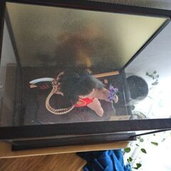 五月人形の画像