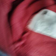 【非対面可】UT キッズ150 　SNOOPYトレーナーの画像