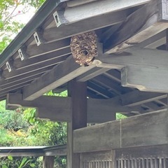 蜂の巣駆除　歩合制　業務委託の画像