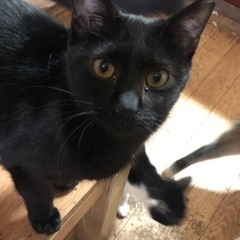 （里親様決定）しなやかな黒猫ちゃん⭐︎真珠ちゃん