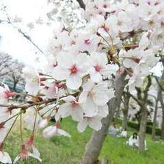 4/13(土)14:30～【70名】大阪お花見！京阪モール最上階よりゆったりとお花見可能(^^♪天満橋 川沿いの桜をご堪能いただけます。 - その他
