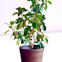 ✨【限定販売】フランスゴム：高さ95cmの見事な存在感✨(^^)