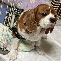 【急募】人懐っこいキャバリアの男の子♪ - 茅野市