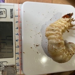 スマトラオオヒラタ幼虫