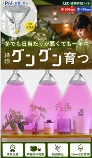 室内の緑がスクスク育つライトセット