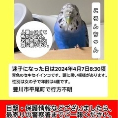 目撃、保護情報お願いします。