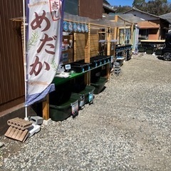 メダカ屋こな