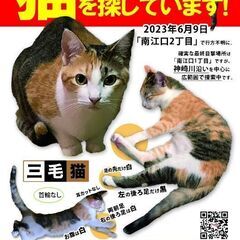 【迷い猫】三毛猫モカちゃん探してます
