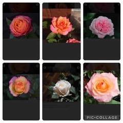 ミニバラ1-3年苗