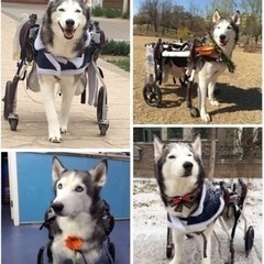 大型犬　歩行器の画像