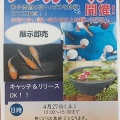 4/27🐟メダカすくいを開催します！！希少なメダカの販売も！