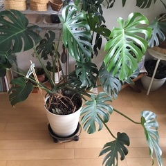 モンステラ　2株入り