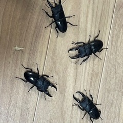 ヒラタクワガタ　ペア(2023年6月羽化)の画像