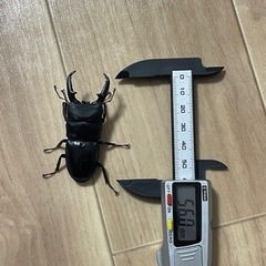 ヒラタクワガタ　ペア(2023年6月羽化)の画像