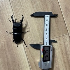 ヒラタクワガタ　ペア(2023年6月羽化)の画像
