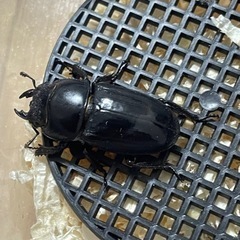 ヒラタクワガタ　ペア(2023年6月羽化)の画像