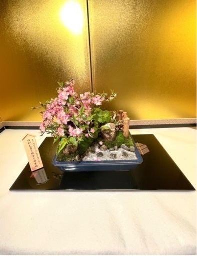 盆栽　盆景　林生梅