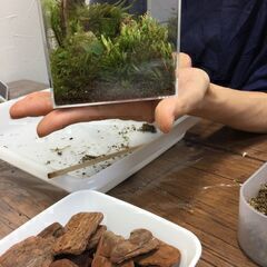 4月13.14日（土日）　苔テラリウム教室　　こけ　コケ　植物　多肉