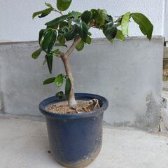 ツバキ（鉢植え）