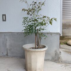 ナンテン（鉢植え）