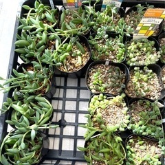 多肉植物