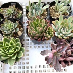 多肉植物