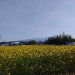 占いカフェ会（占術やエネルギー系も可）の画像