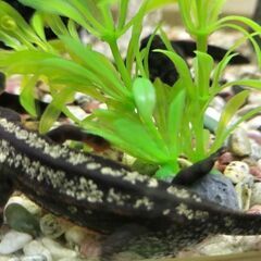 オキナワシリケンイモリ幼体10匹上陸前の画像