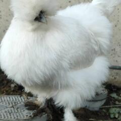 ニワトリ♀3羽